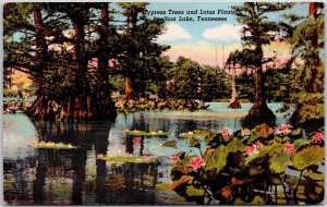 1957 Cypress Trees And Lotus Plants Reelfoot Lake Tennessee TN Posted Postcard