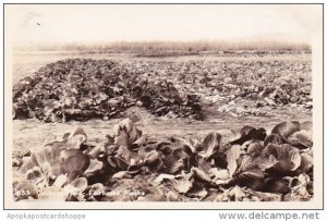 Cabbage Field Fairbanks Alaska Real Photo