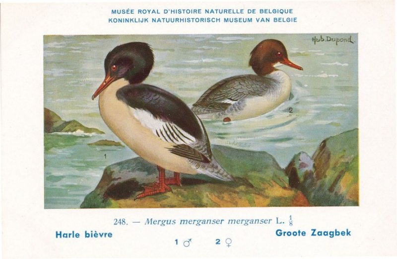 Common Mergus Merganser WW2 Bird Rare Postcard