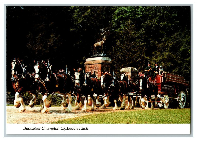 Budweiser Champion Clydesdale Hitch Vintage Postcard Continental View Card 