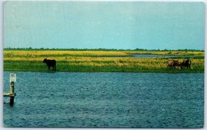 Postcard - Cows graze among the marshes of St. John's River - Florida