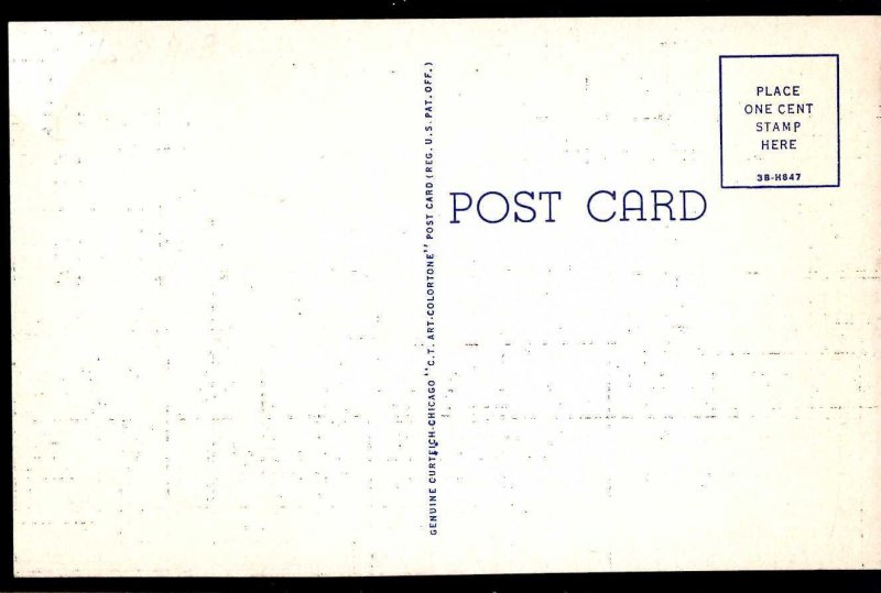 Florida The (Bignonia Venusta) The Flame Vine - Linen