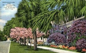 Bougainvillea Vine - St Petersburg, Florida FL  