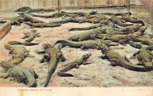 Natives of Florida FL~Alligators~1900s Morris Tinted Photo Postcard