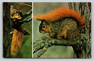 Fox Squirrels Hanging Out in Trees Vintage Postcard 0710