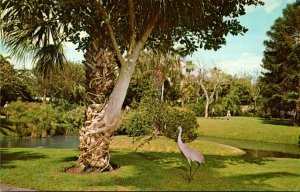 Florida Sarasota Strangler Fig and Sand Hill Crane At Sarasota Jungle Gardens