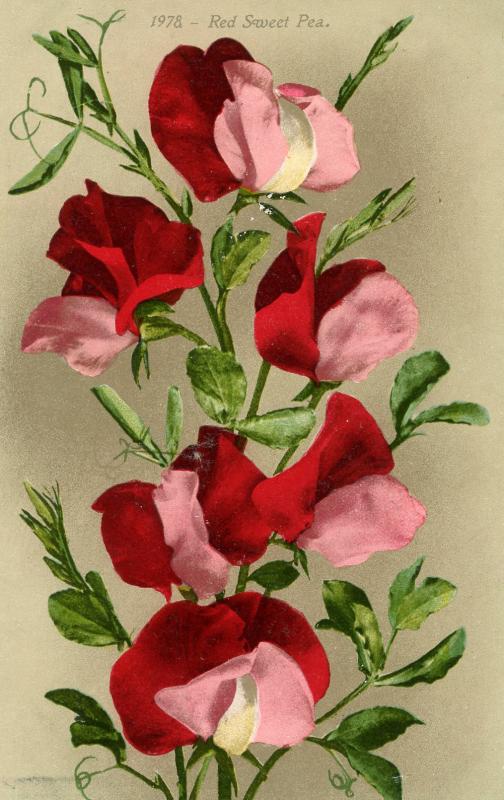 Flowers -   Sweet Peas, Red                            (Edward H. Mitchell #1...