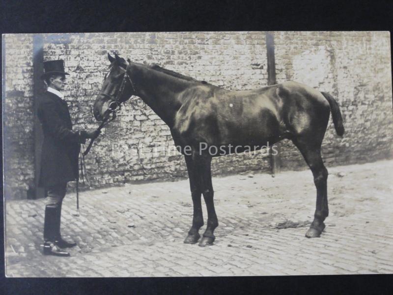 Chester Image of Dressage Horse DANDY Paired with QUALITY early 1900 RP Postcard