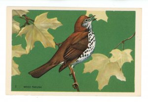 Birds - Wood Thrush