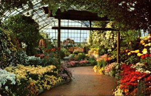 Ohio Cincinnati Eden Park Conservatory Chrysanthemum Display