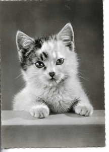 Cat on alert Modern German B/W photo  postcard 1970s