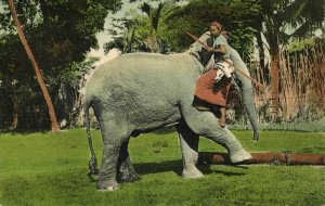 ceylon, Native Man climbs Working Elephant (1910s) Postcard