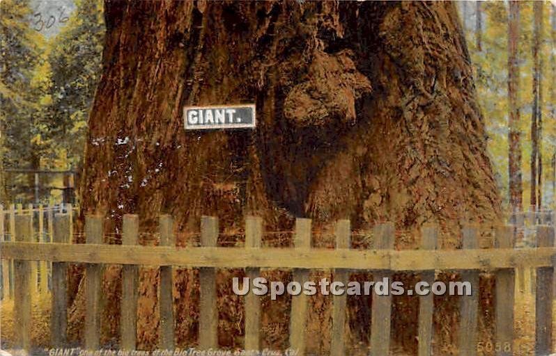 Giant, Big Tree Grove - Santa Cruz, CA