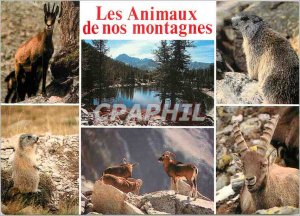 Modern Postcard Images of home Chamois goats sheep marmots are the most chara...