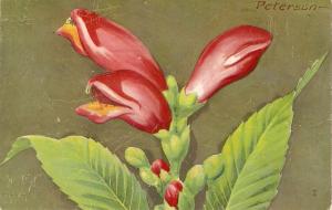 Red Turtlehead flower Beautiful American postcard 1950s. Signed