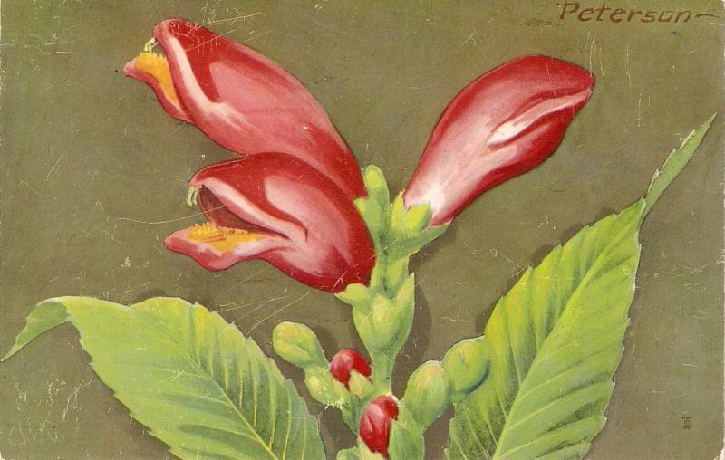 Red Turtlehead flower Beautiful American postcard 1950s. Signed