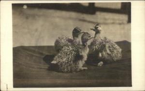 Baby Ostrich Birds c1915 Real Photo Postcard