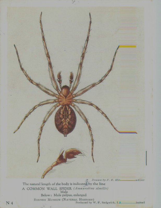 Common Wall Spider Vintage Postcard