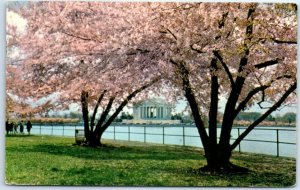 M-41966 Jefferson Memorial with Cherry Trees blooming Washington District of ...