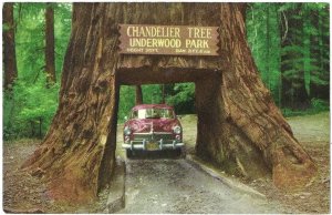 Chandler Drive Thru Redwood Tree Underwood Park U S 101 California