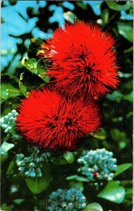 Scarlet Ohia Lehua Hawaii Islands Vintage Postcard Standard View Card