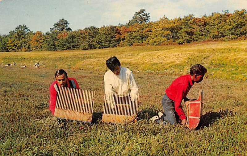 Cranberries, Cranberry Post Card Cranberry Harvest Cape Cod, Massachusetts, U...