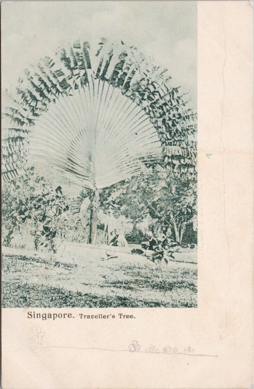 Singapore Traveller's Tree Postcard H24 