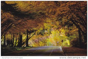 Stanley Park Street Scene Vancouver Canada