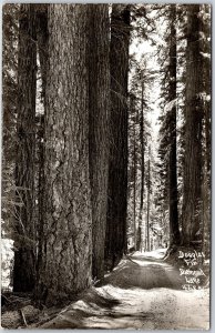 Douglas Fir Diamond Lake Oregon OR Hiking Trails Trees Real Photo RPPC Postcard
