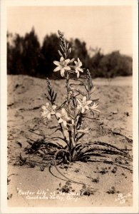 California Coachella Valley Easter Lily Of The Desert Real Photo