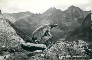 Austria mountain animal murmeltier view  Postcard