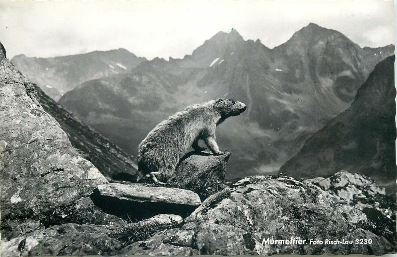 Austria mountain animal murmeltier view  Postcard