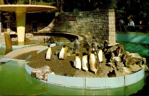Canada Vancouver Stanley Park Zoo Penguins