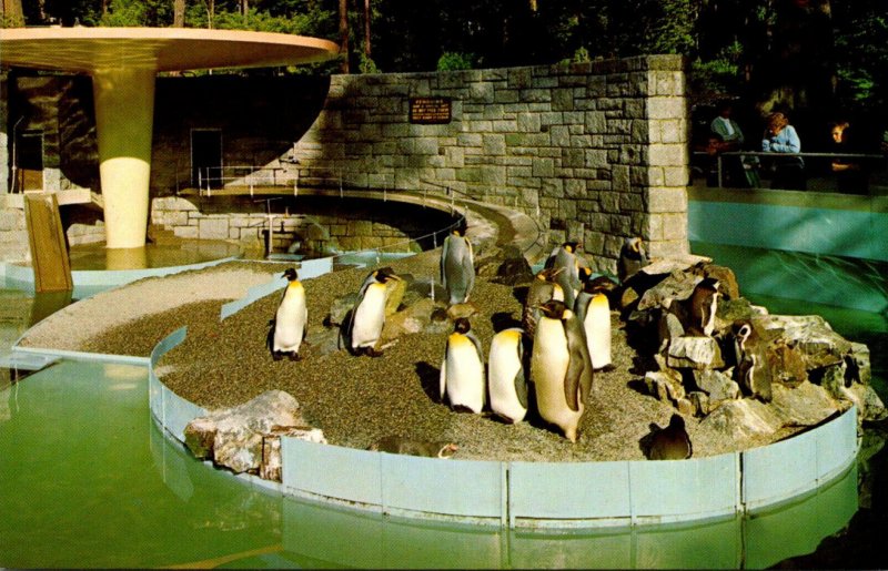 Canada Vancouver Stanley Park Zoo Penguins