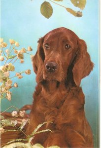 A Dog Nice modern Spanish photo postcard