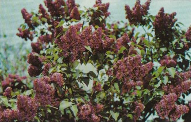 Flowers Marshall Foch Lilac In Highland Park Rochester New York Lilac Capitol...