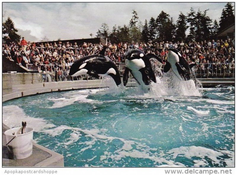 Canada Killer Whales Vancouver Aquarium Vancouver British Columbia