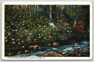 1923 Picking Rhododendrons At Mount Pocono Pennsylvania PA Posted Postcard