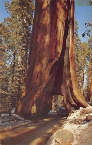 Wawona Tree Yosemite National Park CA