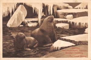 B98433 stellingen hamburg germany walrus morse  animal animaux