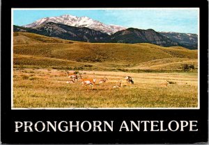 Pronghorn Antelope In Rocky Mountains 1987