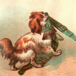 1880s-90 C.F. Massey Fancy Dry Goods Notions Hosiery Adorable Dogs P205