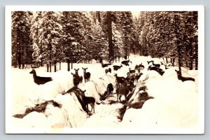 RPPC Deer In Deep SNOW COVERED Scenery North Idaho VINTAGE Photo Postcard 1272