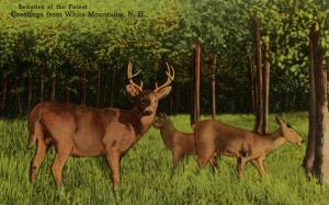 NH - White Mountains. Deer in the Forest