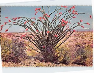 Postcard Spring Brings Out Ocotillo Blooms