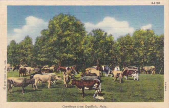 Nebraska Greetings From Ogallala Cattle Scene Curteich