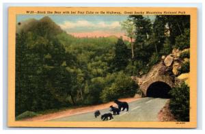 Postcard Black She Bear with Her Four Cubs on Hwy, Great Smokey Mt Nat Park D17