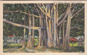 Florida Trees Giant Banyan Tree Curteich