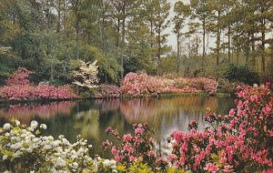 Alabama Mobile Bellingrath Gardens Azaleas Around Mirror Lake