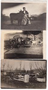 3 - RPPC, With Cattle - Cows